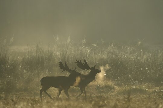 Fallow deer (Cervus dama), male, rut, Hesse, Germany