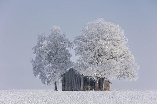 Hut with trees in hoarfrost, fog, winter, Alpine foothills, Bavaria, Germany