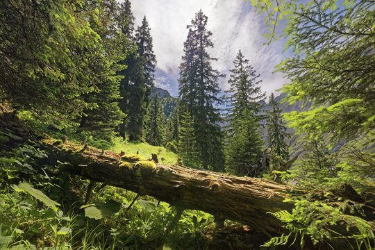 Light-flooded forest with lush green trees and a fallen tree trunk in the foreground, H&ouml;llental, Hammersbach, Garmisch-Partenkirchen, Wetterstein range, Bavaria, Germany