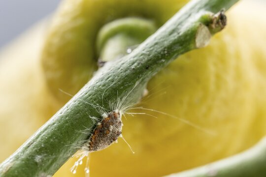 Citrus mealybug (Planococcus citri) on the branch of a lemon plant