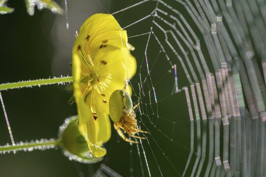 Yellow flower and spider in a web, Vals, M&uuml;hlbach, South Tyrol, Italy