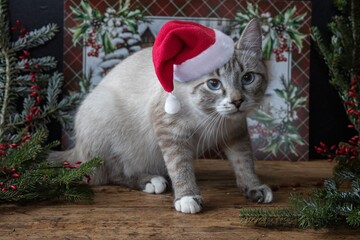 A beautiful blue-eyed Ojos Azules cat wearing a Santa Claus hat.