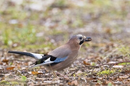 Eurasian jay (Garrulus glandarius) with beech tree in its beak, Hesse, Germany