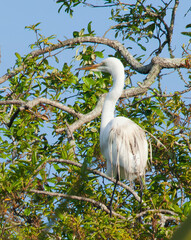 Great White Heron in a tree