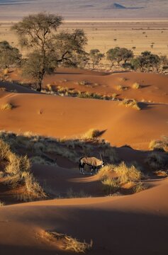 Oryx antelope standing on a red sand dune, spitbuck (Oryx gazella) at sunset, Namib Desert, NamibRand Nature Reserve, Namibia