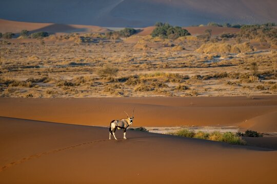 Oryx antelope standing on a red sand dune, spitting buck (Oryx gazella) at sunset, Sossusvlei, Namib Desert, Namib-Naukluft National Park, Namibia