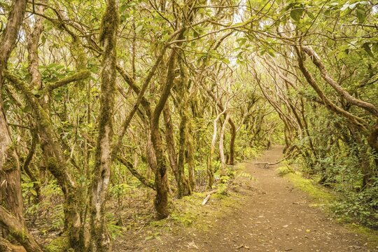 Laurel forest, cloud forest, Anaga Mountains, Tenerife, Canary Islands, Spain