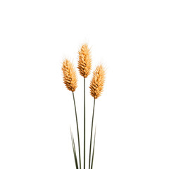 Fototapeta premium Dried wheat wheat stalk golden agriculture harvest isolated nature rural organic plant Dried wheat stalks with golden heads isolated transparency background symbolizing harvest agriculture