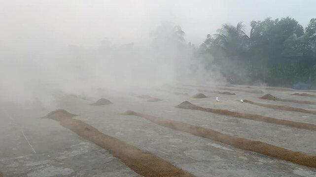 Ishwardi,Pabna,Rajshahi,Bangladesh,Saturday 29 November 2025, Video of rice mill works