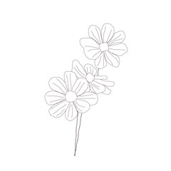 Flower cosmea hand drawn stile on white background. Cute floral for spring, summer web design. Vector illustration