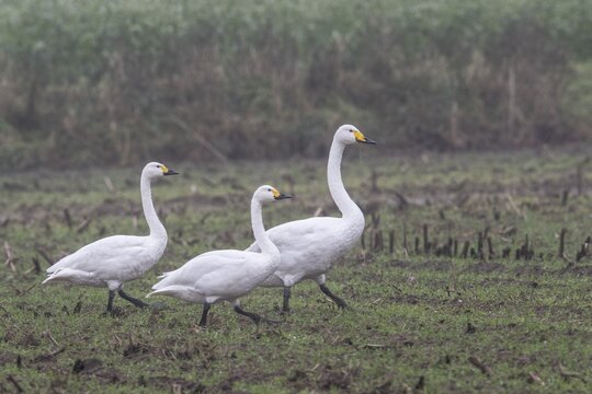 Tundra swans (Cygnus bewickii) and whooper swan (Cygnus cygnus), Emsland, Lower Saxony, Germany