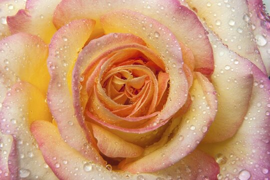 Rose blossom (pink) with water droplets, Germany