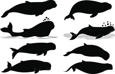 Obraz premium Whale silhouette vector set with spouting and tail poses, black isolated marine animal artwork, ocean wildlife concept, aquatic creature design illustration pack