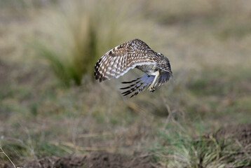 Burrowing Owl in flight, La Pampa Province, Patagonia, Argentina.