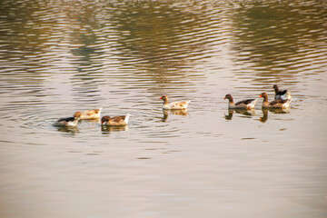 ducks swimming on the lake