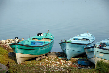cats and fishing boats on the lake shore