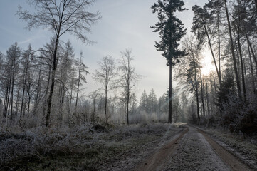 Lonely field path in the forest with hoarfrost and sun on a cold winter day