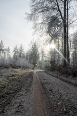 Lonely field path in the forest with hoarfrost and sun on a cold winter day