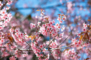 Soft Focus Pink Wild Himalayan Cherry Blossoms with Blue Sky Bokeh