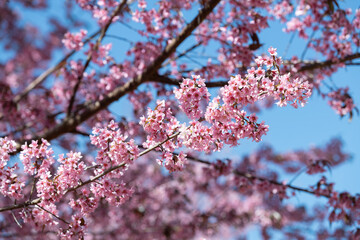 Soft Focus Pink Wild Himalayan Cherry Blossoms with Blue Sky Bokeh