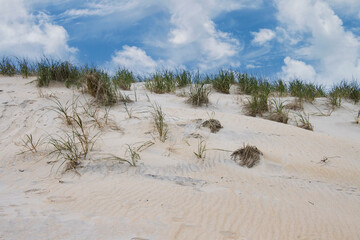 Nature's Barrier  against Storms