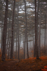 Fototapeta premium misty autumn forest in the morning 