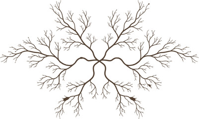 Obraz premium Symmetrical bare tree branches vector illustration. Intricate brown twigs forming a decorative organic pattern, isolated on a white background.