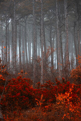 Obraz premium misty autumn forest in the morning 