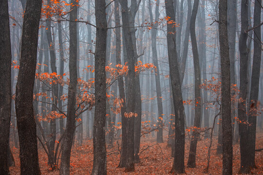 misty autumn forest in the morning  - Powered by Adobe