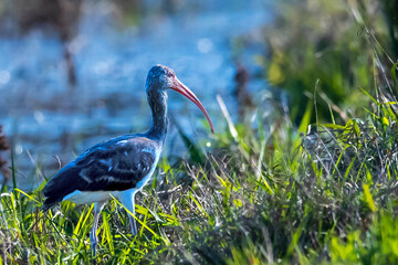 Juvenile White Ibis