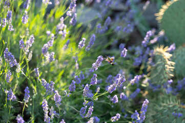 Hawk-moth butterfly on lavender blossom
