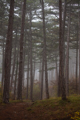 Fototapeta premium misty autumn forest in the morning 