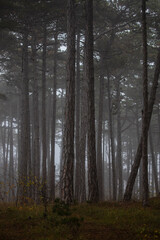 misty autumn forest in the morning 