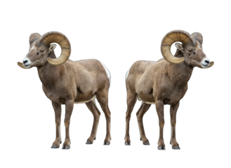 Two Bighorn Sheep Standing on White Background