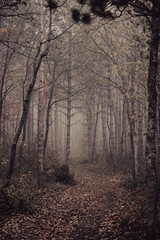 Fototapeta premium misty autumn forest in the morning
