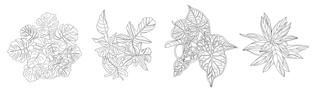 A minimalist black and white vector set of tropical house plant sketches, monstera, veined leaves, star-shaped foliage, top view interior icons