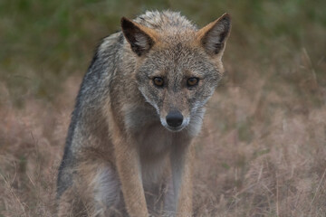 Close-up view of a curious Golden Jackal