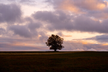 Tree in nature with horizon and sky