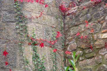 Red and green  ivy on an old wall