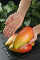Big Tree-Ripened Hainan Princess Mango Fresh Tropical Fruit in Hands