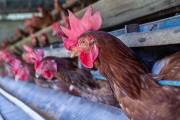 Chicken eggs heather on farm	