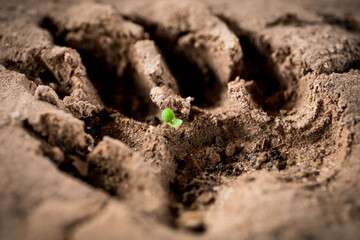 Pawprint sprout