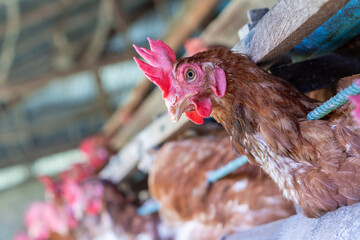 Chicken eggs heather on farm	