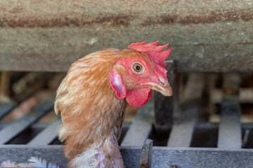 A group of brown layer hens inside a commercial poultry farm, standing in cages and laying eggs on metal conveyor trays. The chickens are part of an industrial egg production system. 