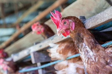 Chicken eggs heather on farm	
