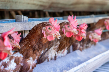 A group of brown layer hens inside a commercial poultry farm, standing in cages and laying eggs on metal conveyor trays. The chickens are part of an industrial egg production system. 