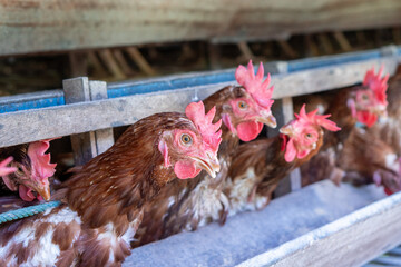 Chicken eggs heather on farm	