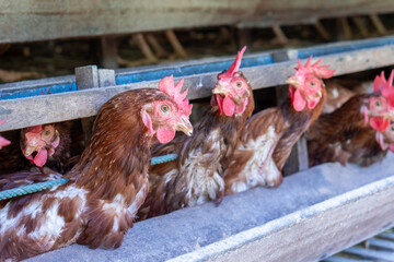 A group of brown layer hens inside a commercial poultry farm, standing in cages and laying eggs on metal conveyor trays. The chickens are part of an industrial egg production system. 