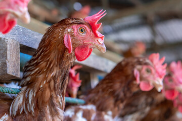 A group of brown layer hens inside a commercial poultry farm, standing in cages and laying eggs on metal conveyor trays. The chickens are part of an industrial egg production system. 