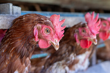 Chicken eggs heather on farm	